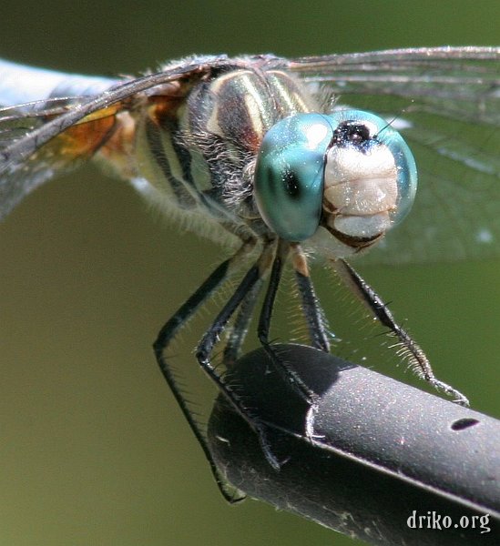 IMG_7108-1.JPG - Blue Dasher Extension Tube Macro   Playing around with my 75-300mm zoom lens and a 20mm extension tube was a challenge; I think this was the best of the many shots I took...  For more macro photography of dragonflies and other creatures, please take a look at  this gallery .  