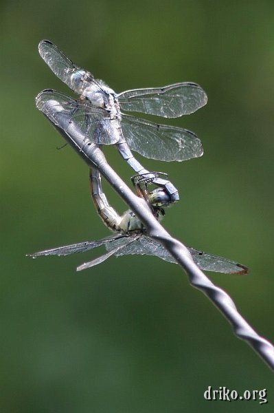 IMG_0771.JPG - Mating  Some dragonfly action on my Jetta's antenna