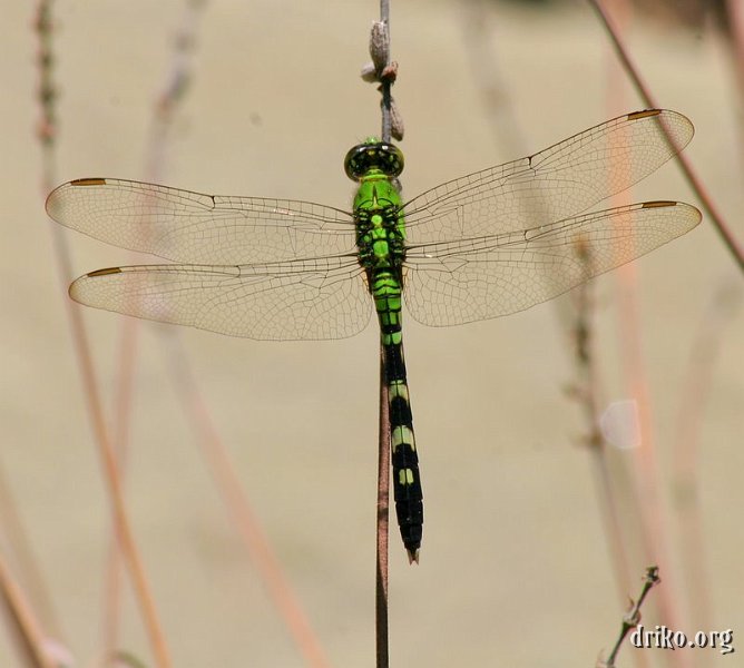 IMG_4437.JPG - Green Dragonfly