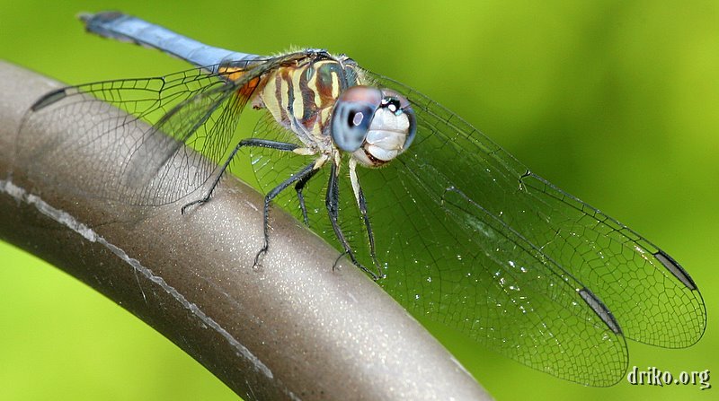 IMG_7458.JPG - My favorite Blue Dasher dragonfly, relaxing on a shepherd's hook in our front yard.