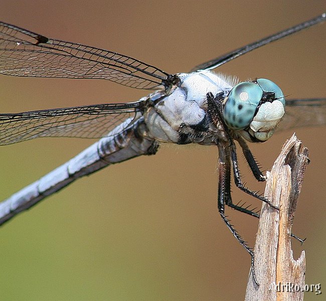 IMG_7620.jpg - Dragonfly macro taken in Blackwater National Wildlife Refuge, on the MD Eastern shore