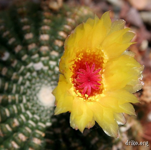 IMG_6651.JPG - Macro of a cactus in Volunteer Park Conservatory