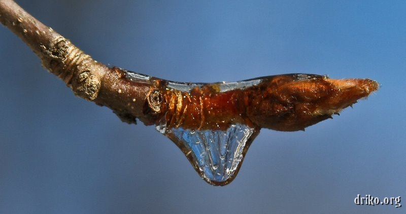 IMG_3722_LR.jpg - There was a lot more ice underneath the storm this time around, as seen in this macro of a branch.