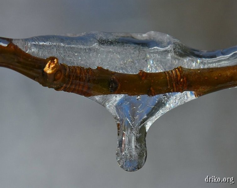 IMG_3730_LR.jpg - There was a lot more ice underneath the storm this time around, as seen in this macro of a branch.
