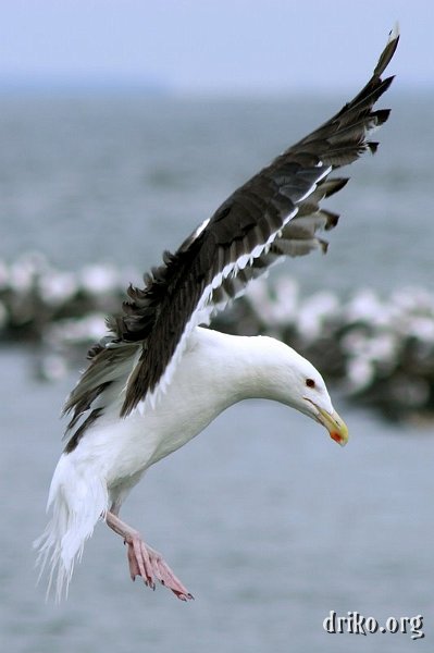 IMG_1289.JPG - Sea Gull 2  Taken at Chesapeake Beach