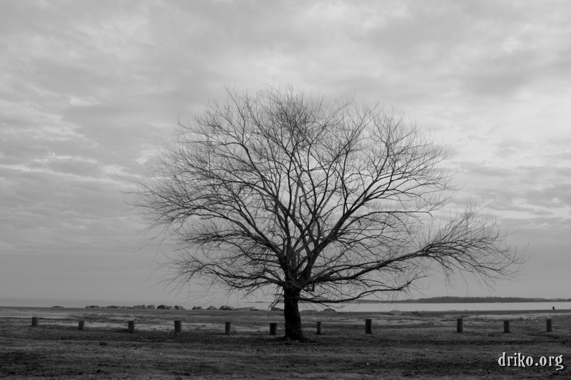 IMG_2990.JPG - Lone Tree 1