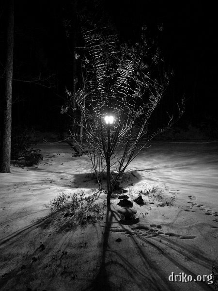 PICT0039.JPG - First Snow II   In 2005, a similar situation to "First Snow" presented itself.  This time, the branches of the tree were iced over, and I thought that the effect of the lamp post's light through the branches was pretty cool.  This shot was taken digitally and converted to black and white. 
