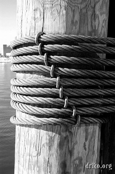 IMG_8342.JPG - Close-up of a piling near the Baltimore Aquarium