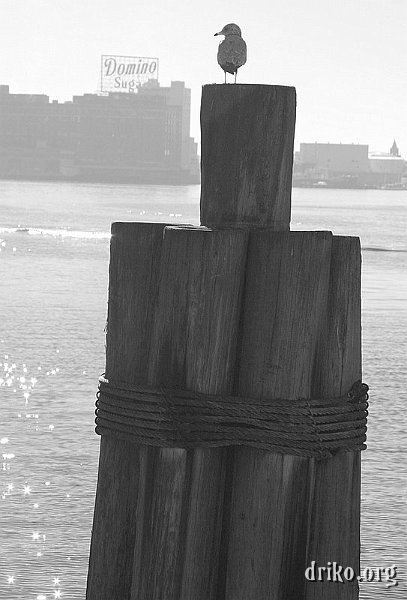 IMG_8344.JPG - A wistful-looking seagull gazes at Domino Sugars in Baltimore's Inner Harbor