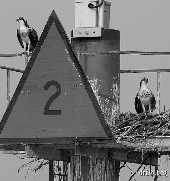 IMG_7811-1.jpg - Baby osprey near Tilghman Island, converted to black and white