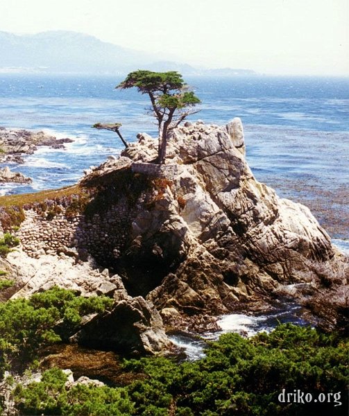 monterey02lonecypress.JPG - Lone Cypress  The Lone Cypress is a symbol of Pebble Beach, CA.  This was taken from 17-Mile Drive back in 1997. 