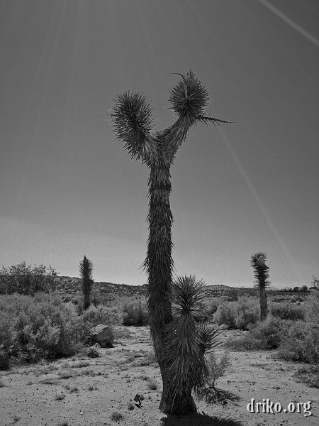 IMG_0582_800-2.jpg - I spotted this joshua tree at the Edwards Air Force Base museum and liked the lighting...