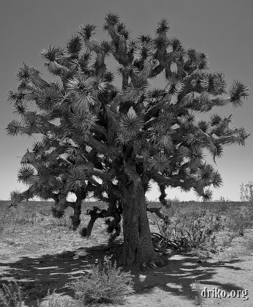 IMG_0762_800-2.jpg - I stopped alongside the highway near Mojave to take some shots of this unusually large joshua tree.  It didn't come out quite as I had hoped, but it was still pretty cool...