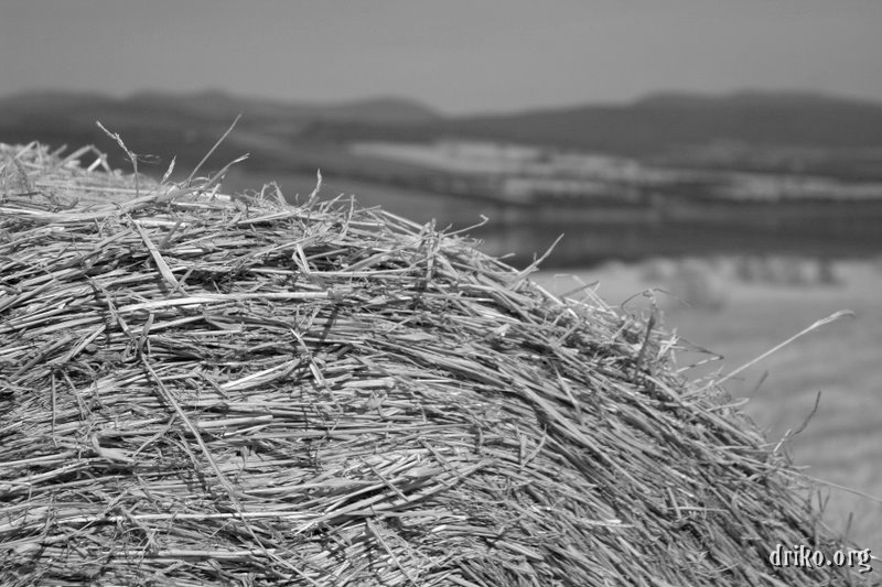 IMG_4988-1.JPG - Hay bale overlooking Cromarty Firth; b&w conversion of the previous photo